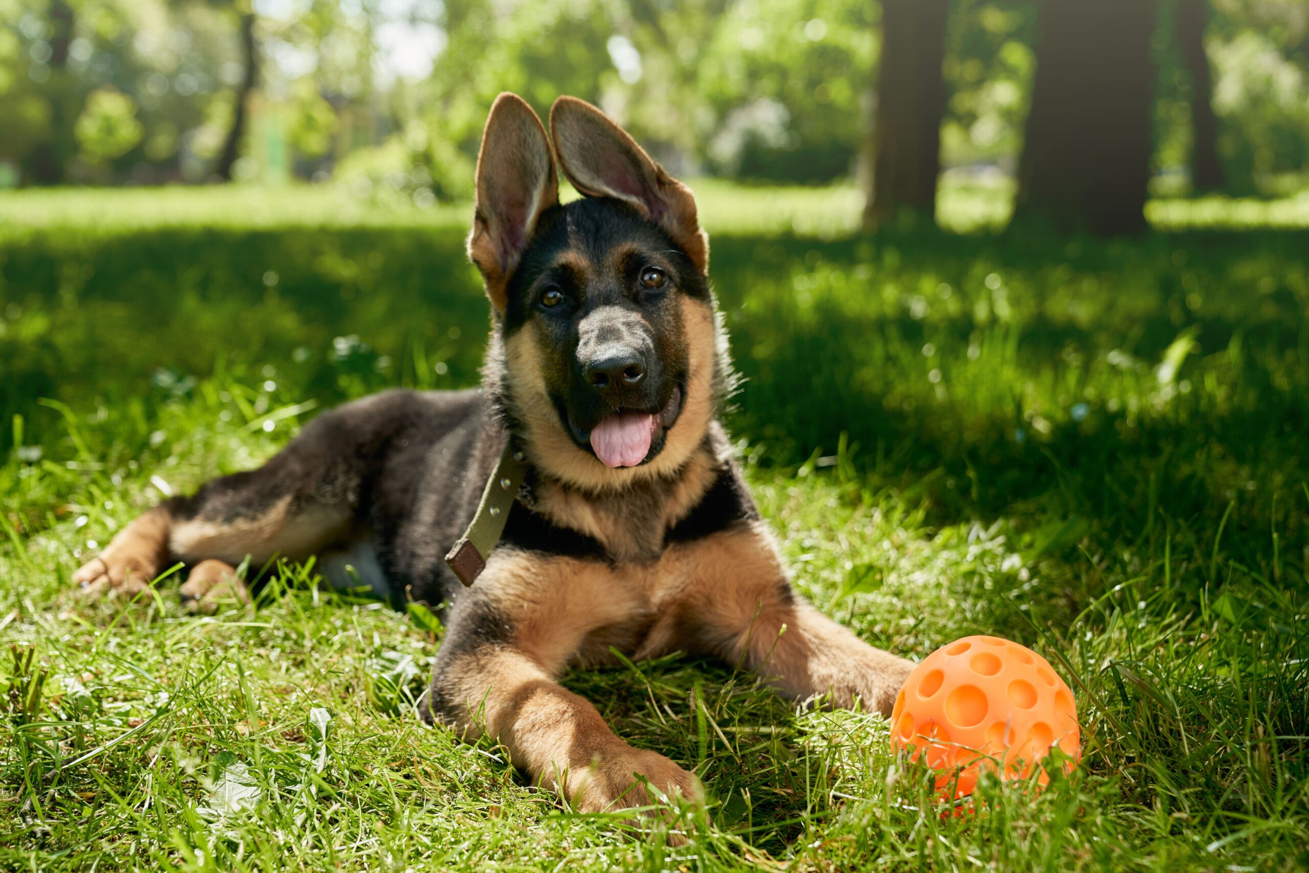 Startup brasileira realiza treinamento de cachorros com ajuda de inteligência artificial