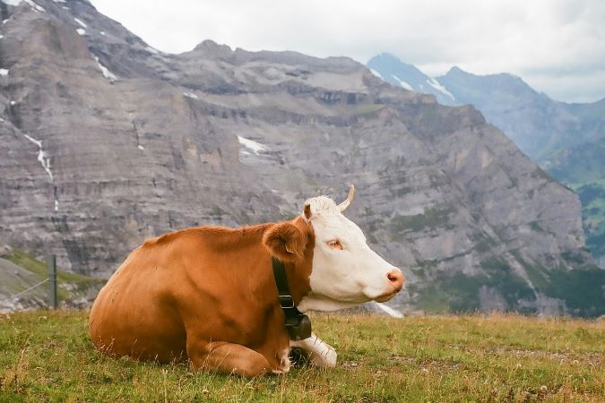 Carne Bovina: preço do boi se recupera, acima de R$230; oferta da carne bate recorde no semestre