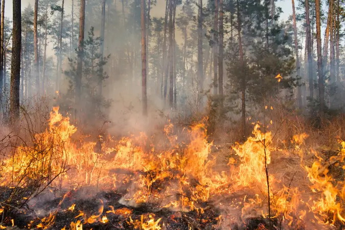 Incêndios: governo cria fundo de R$ 100 milhões para produtores afetados