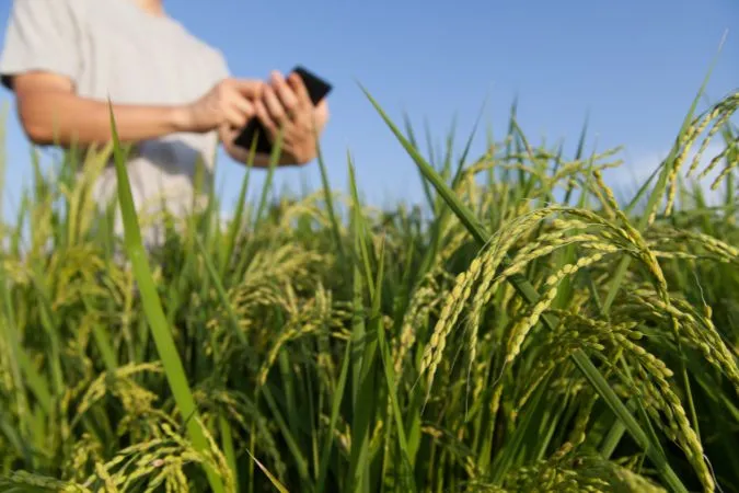 Exportações do agronegócio paulista crescem 9,3% em 2024