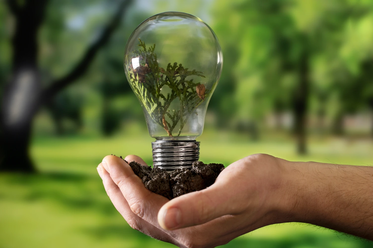 Ações verdes: investir em energia limpa é o futuro