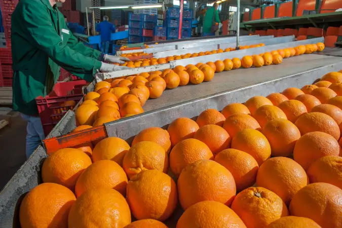 Safra da laranja reduzida em 2024: entenda o impacto no mercado