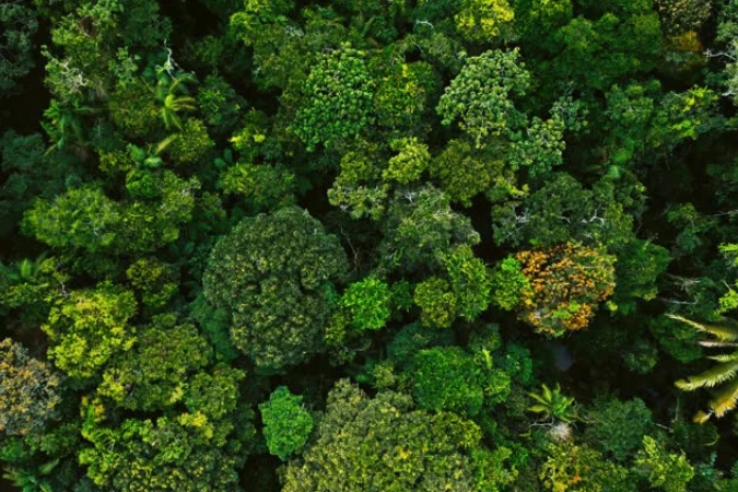 Instituto Clima e Sociedade lança edital para projetos que usam IA