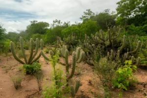 Governo anuncia R$ 90 milhões para preservação da Caatinga