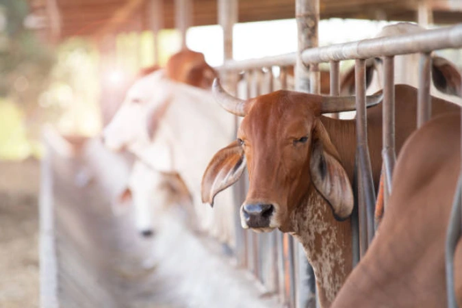 Carrefour e JBS aderem a programa de pecuária sustentável do Pará