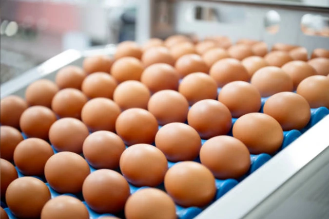 Exportação brasileira de ovos cresce 271% em abril