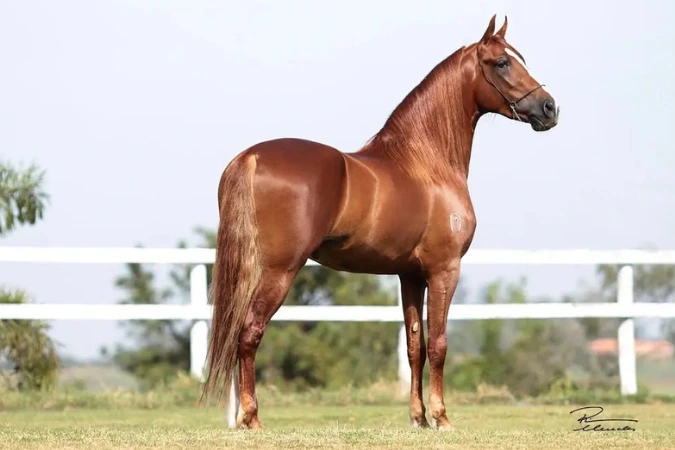 Cavalo Mangalarga Marchador é avaliado em R$ 102 milhões e marca nova era na pecuária brasileira