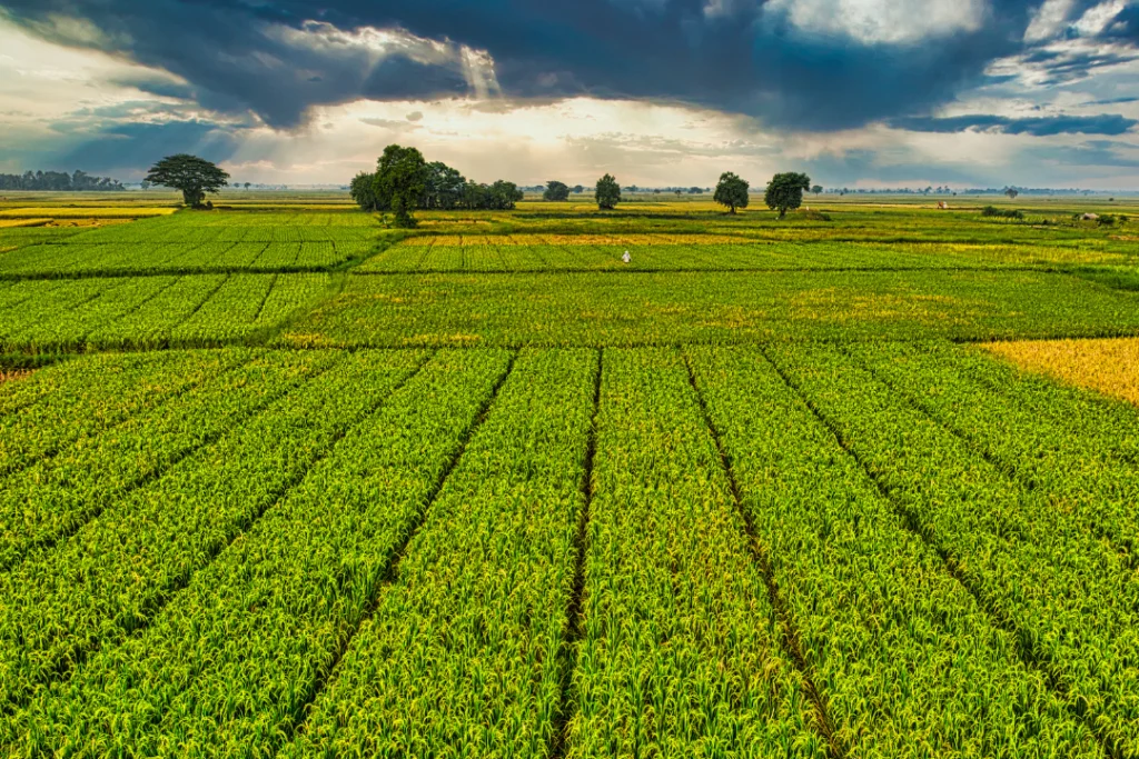 Recuperações judiciais no agronegócio em alta em 2025