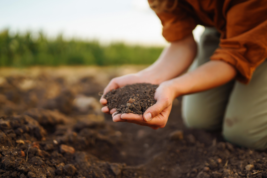 BNDES lança programa para apoiar agricultores com produção de bioinsumos