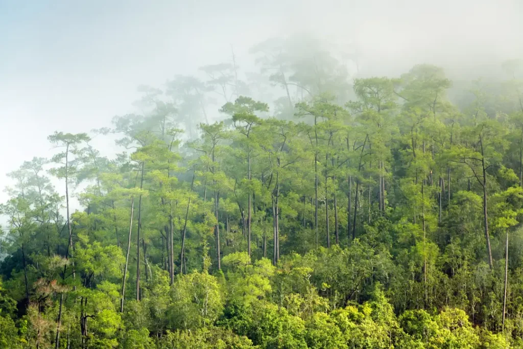 Preservação da floresta amazônica como peça-chave do novo mecanismo internacional de financiamento climático | Foto: Reprodução/Canva
banco