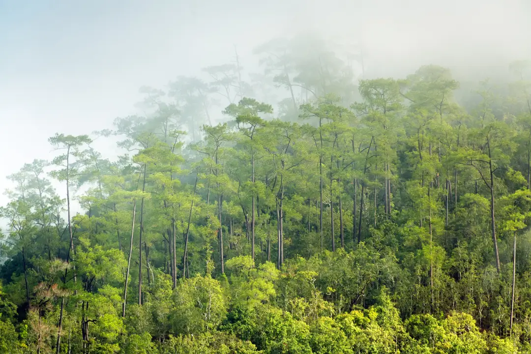 Banco Mundial assume gestão temporária do Fundo Florestas Tropicais para Sempre, iniciativa global liderada pelo Brasil