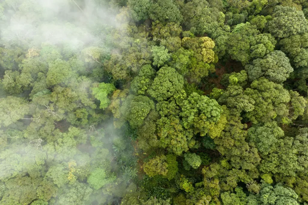 Durante evento com a B4, Dengo e BIP Brasil, especialistas discutiram sobre a emissão de carbono e o impacto na sociedade | Foto: Reprodução/Canva