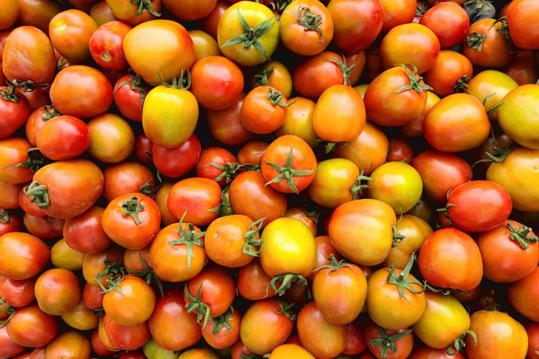 Produção de tomate bate recorde no Brasil, mas clima pode encarecer preço em 2026