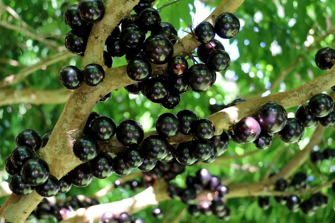 Brasil tem 3 frutas entre as 100 melhores do mundo