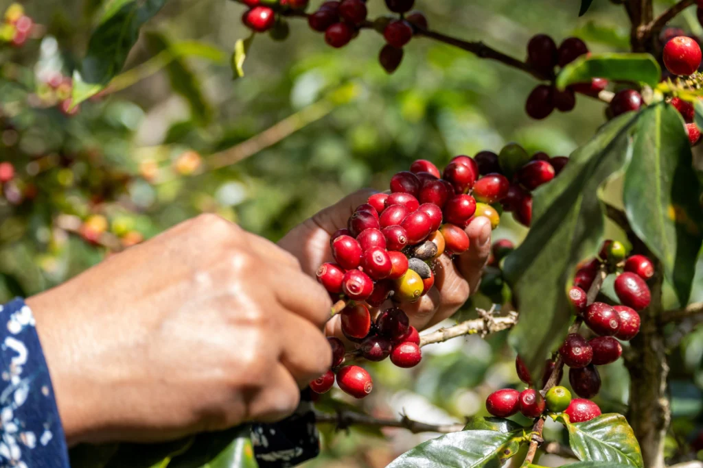 Valorização do café no mercado internacional reflete o risco climático nas lavouras brasileiras e a preocupação com a oferta global | Foto: Reprodução/ Pexels
