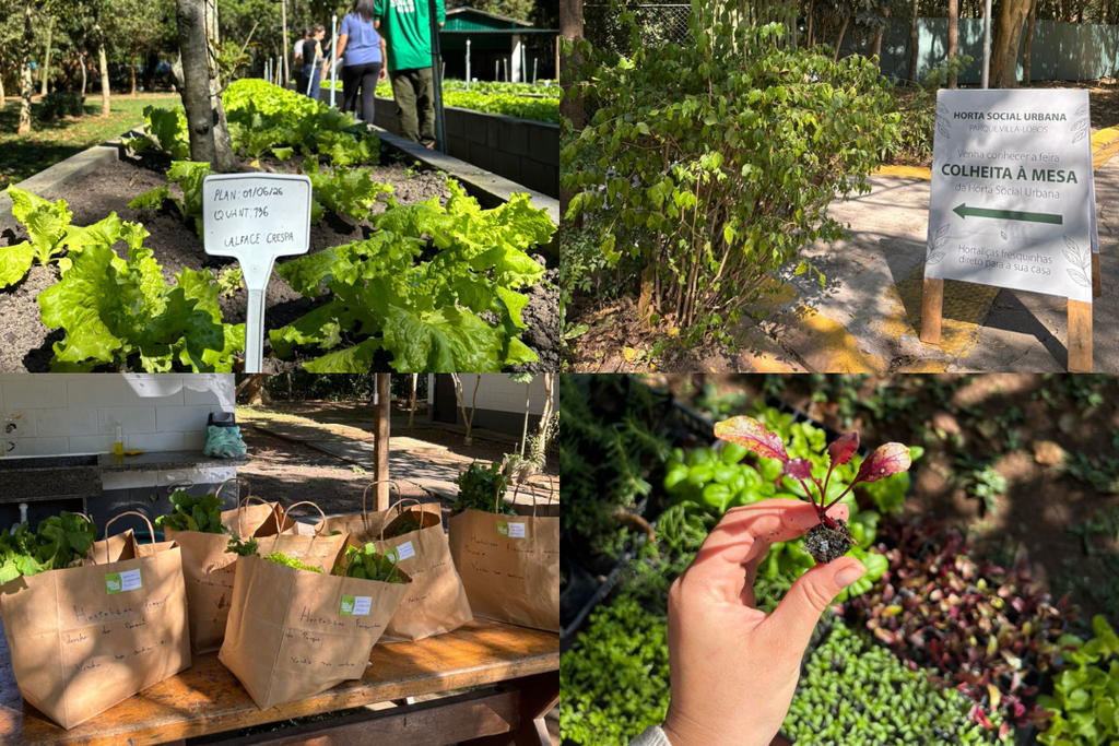 Projeto de agricultura urbana no Parque Villa-Lobos, em São Paulo, combina capacitação profissional, geração de renda e investimento privado para promover a autonomia de pessoas em situação de rua | Foto: Reprodução/Arquivo Pessoal/ARCAH