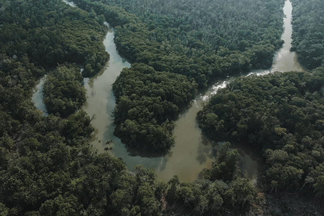 Holanda anuncia US$ 500 milhões para fundo de proteção das florestas tropicais